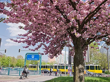 Ein blühender Kirschbaum in der Nähe des U-Bahnhofs Frankfurter Allee