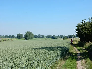 Eine Radfahrerin fährt auf einem Feldweg entlang eines grünen Feldes