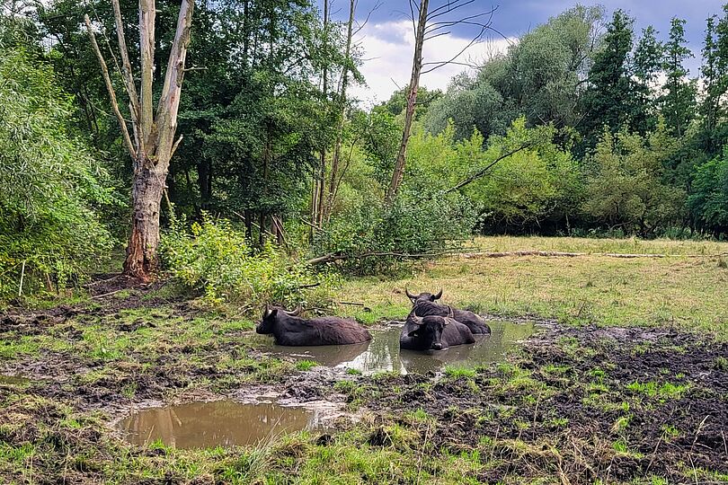 Wasserbüffel baden in Sumpflandschaft