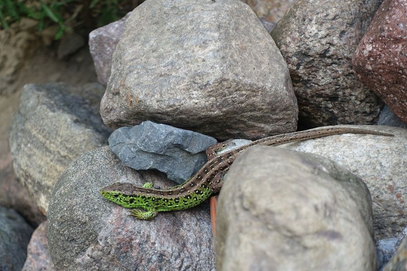 Zauneidechse zwischen Steinen