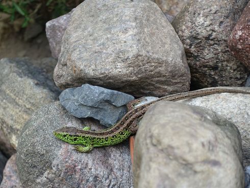 Zauneidechse zwischen Steinen