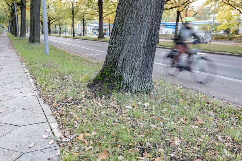 Blick auf Radverkehrsanlage und Gehweg in der Potsdamer Chaussee