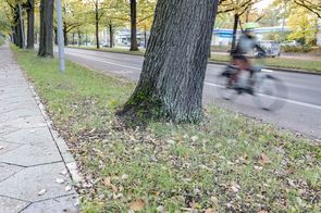 Blick auf Radverkehrsanlage und Gehweg in der Potsdamer Chaussee