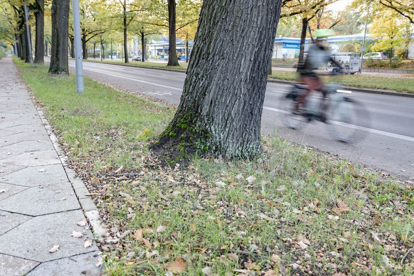 Blick auf Radverkehrsanlage und Gehweg in der Potsdamer Chaussee