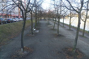 Sandiger Uferweg mit Baumreihen und einem Bank.